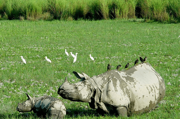 Kaziranga tour package