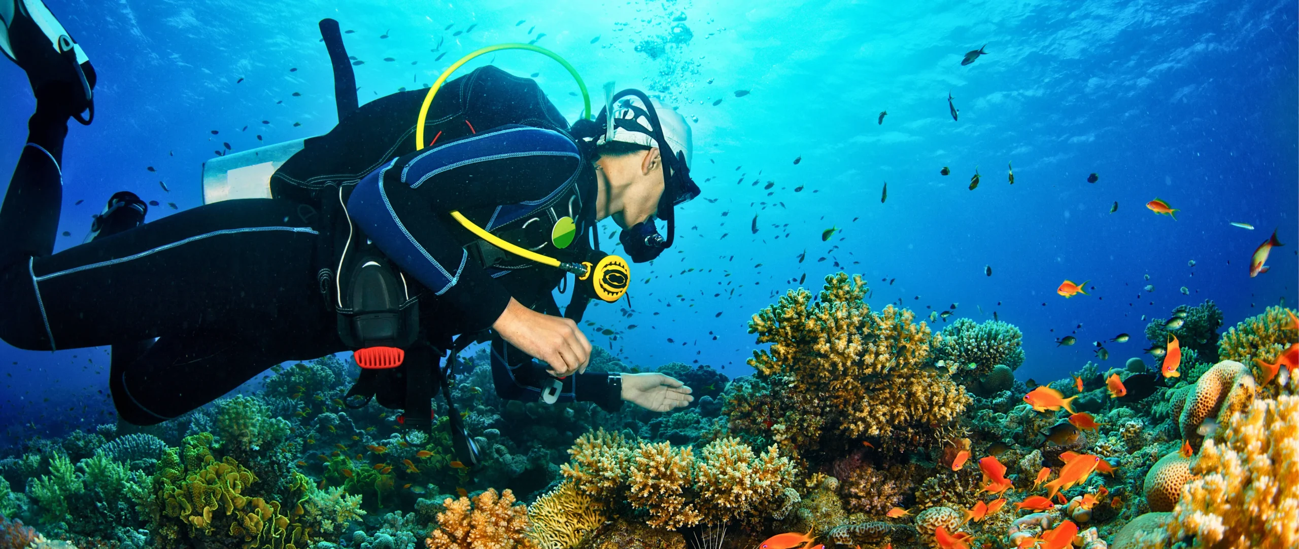 Explore Marine Life in Andaman