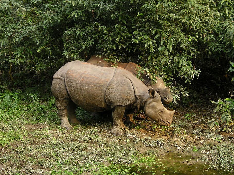 rhino-nepal-national-park-chitwan