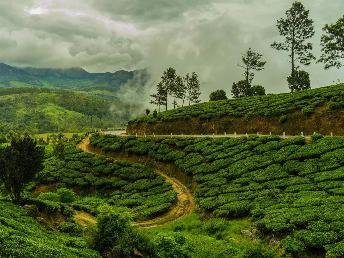 Darjeeling Tea Tourism Package @ Best Deal- Tripoventure