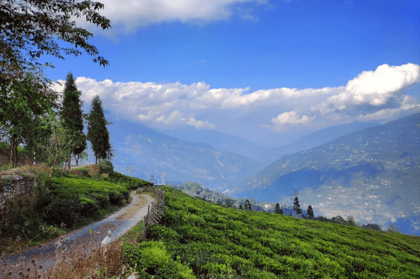 Darjeeling tea tourism