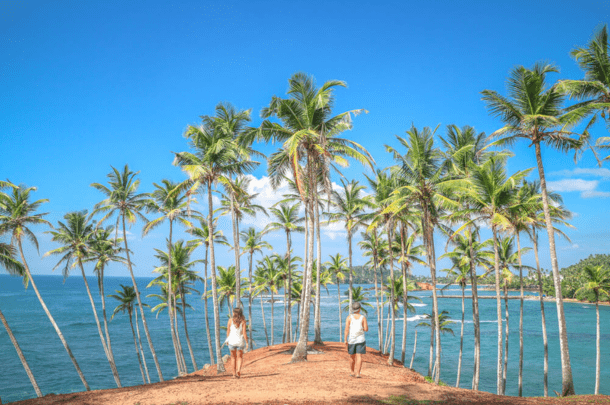 Coconut tree hill