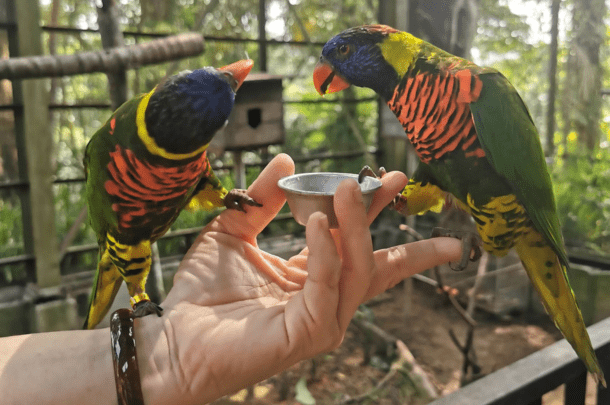 Kuala lumpur bird park