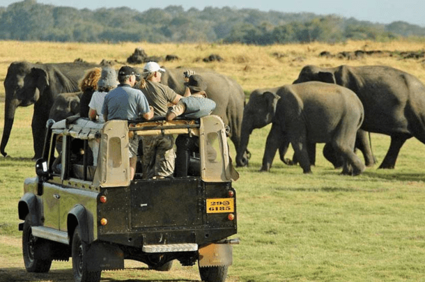 Yala national park