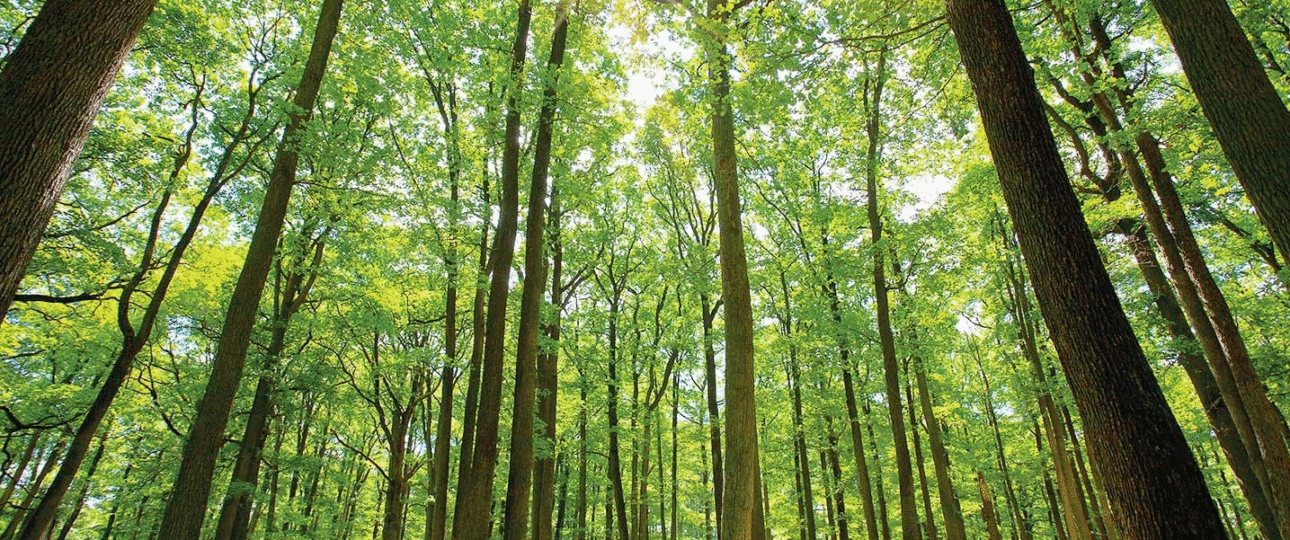 nature trips vs city travel